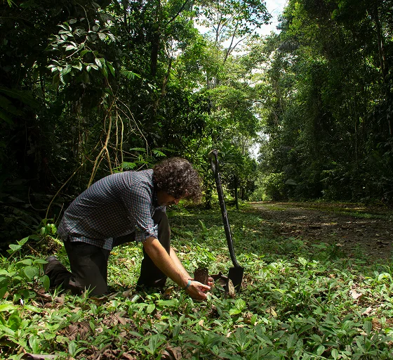 Tracking seedling survival in Kalimantan: what we’ve learned